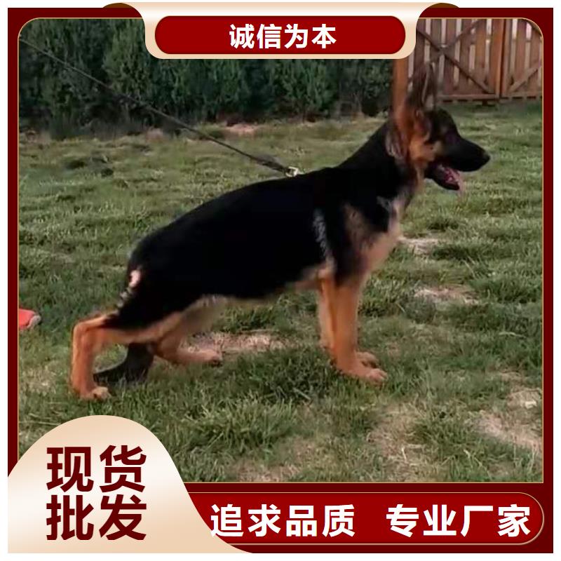 德国牧羊犬_罗威纳犬源头厂家来图定制