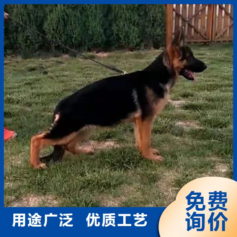 【德国牧羊犬杜高犬免费寄样】