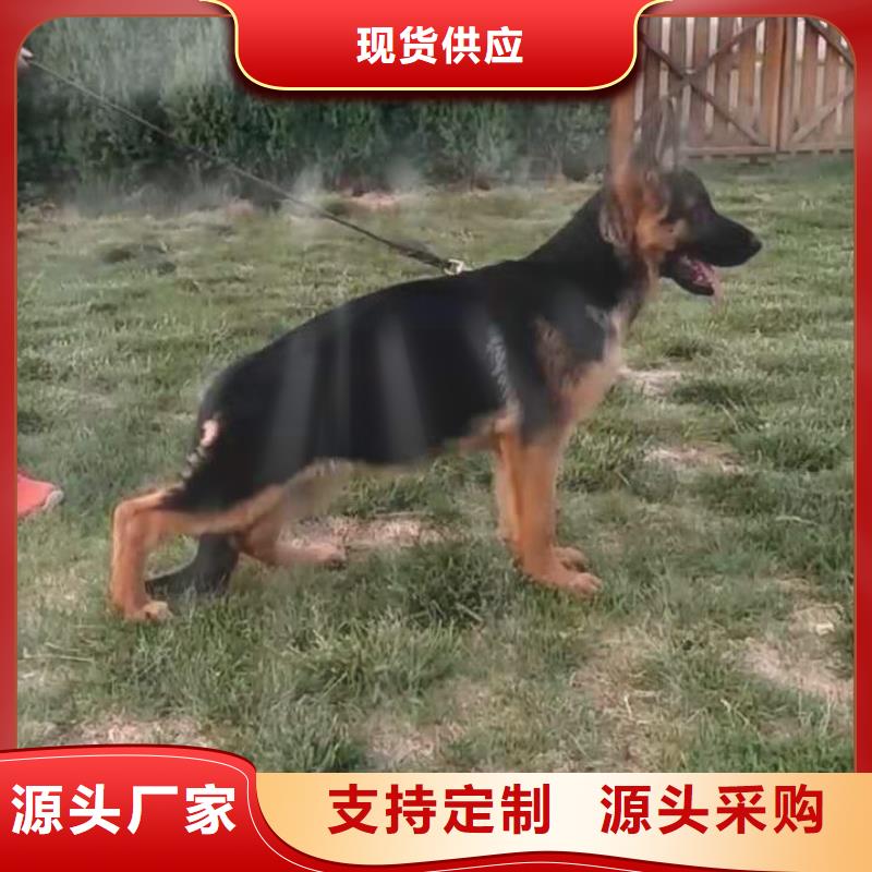 【德国牧羊犬】,高加索犬追求细节品质