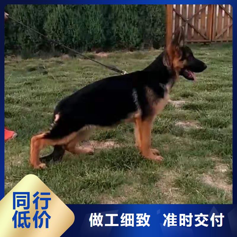 德国牧羊犬德牧犬品质优选