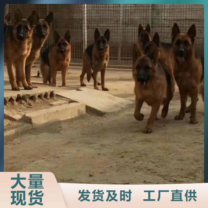 德国牧羊犬卡斯罗犬追求品质