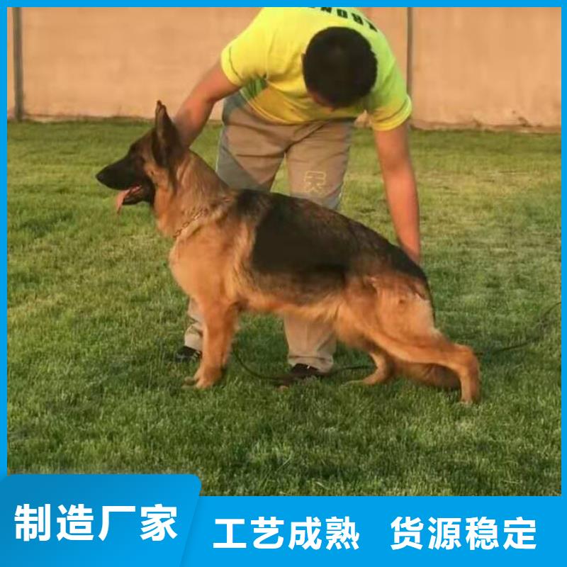 德国牧羊犬罗威纳犬用心服务