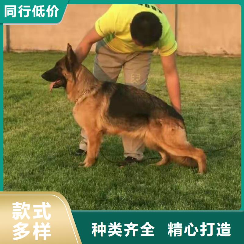 【 德国牧羊犬_卡斯罗犬支持定制】同城品牌