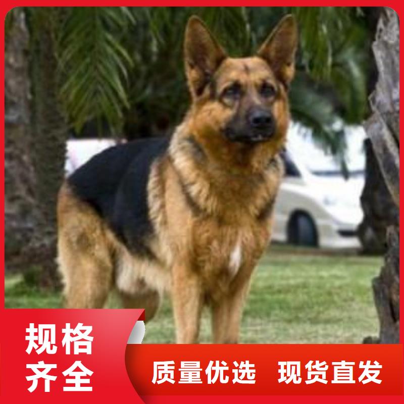 【德国牧羊犬杜高犬免费寄样】