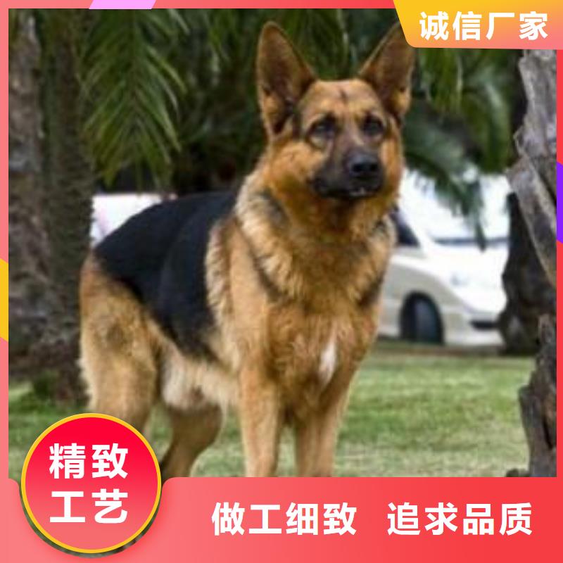 一品杜高犬【德国牧羊犬】_德牧犬讲信誉保质量企业旺旺