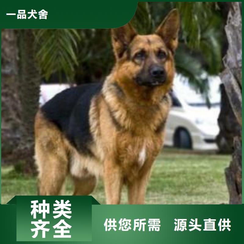 德国牧羊犬,比特犬专业设计