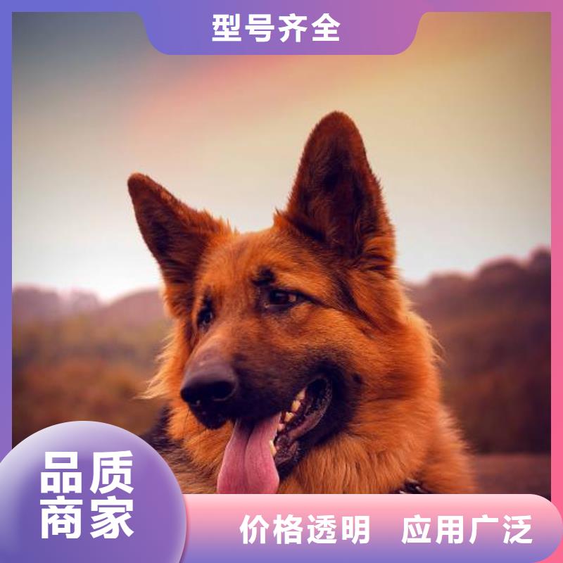 德国牧羊犬杜高犬用途广泛