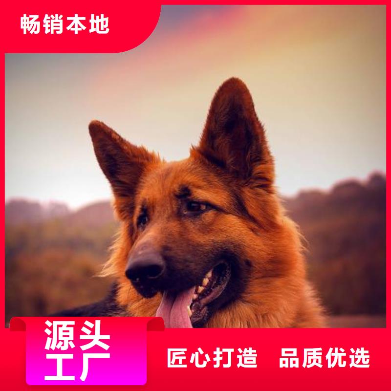 一品杜高犬【德国牧羊犬】_德牧犬讲信誉保质量企业旺旺