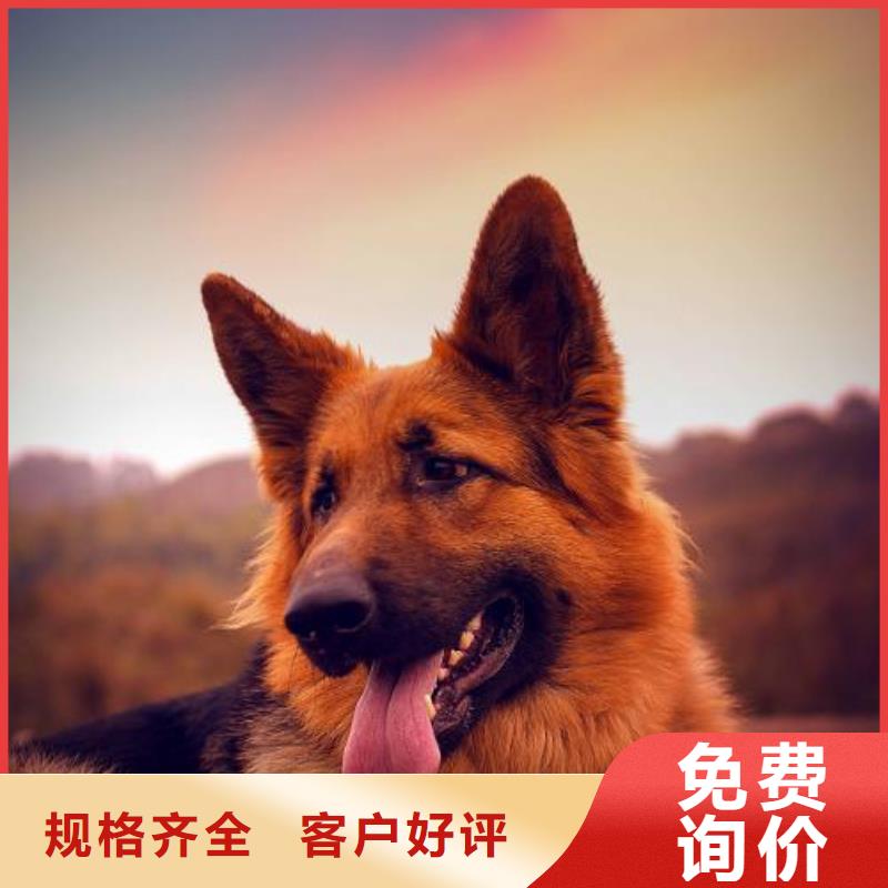 【 德国牧羊犬_卡斯罗犬支持定制】-服务范围包括昌图|银州|鞍山|盘锦|阜新|营口|朝阳等