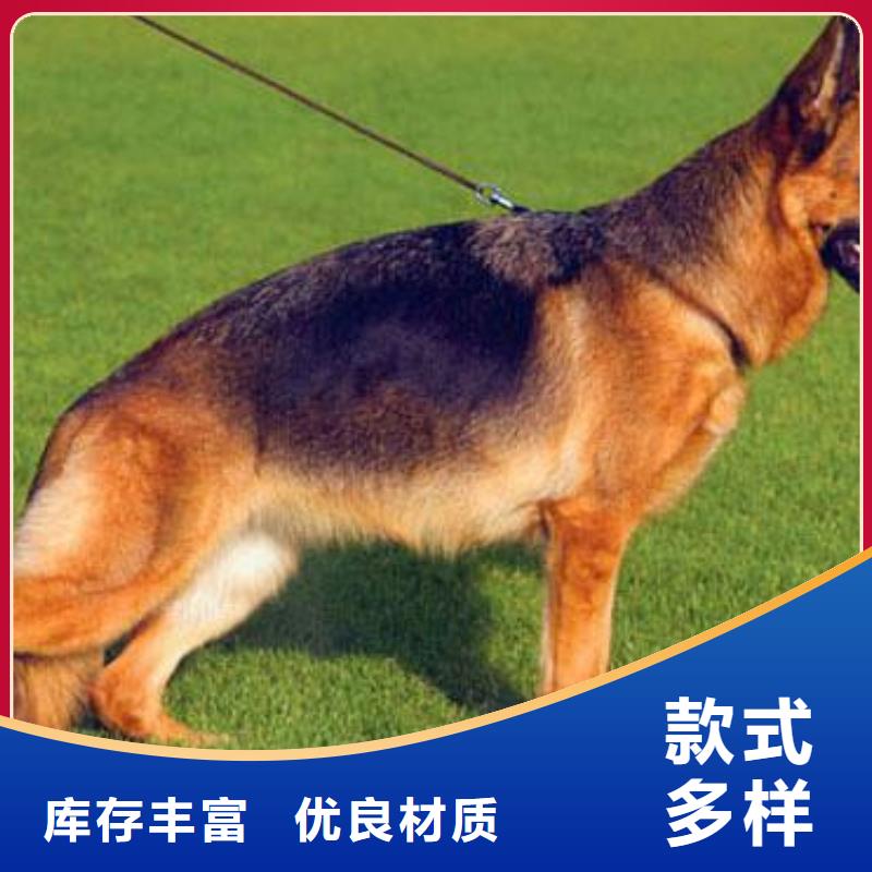 德国牧羊犬德牧犬品质优选