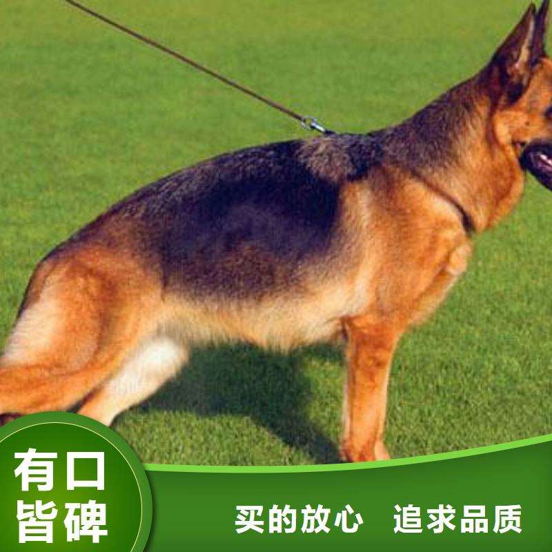 【德国牧羊犬杜宾犬选择我们没错】