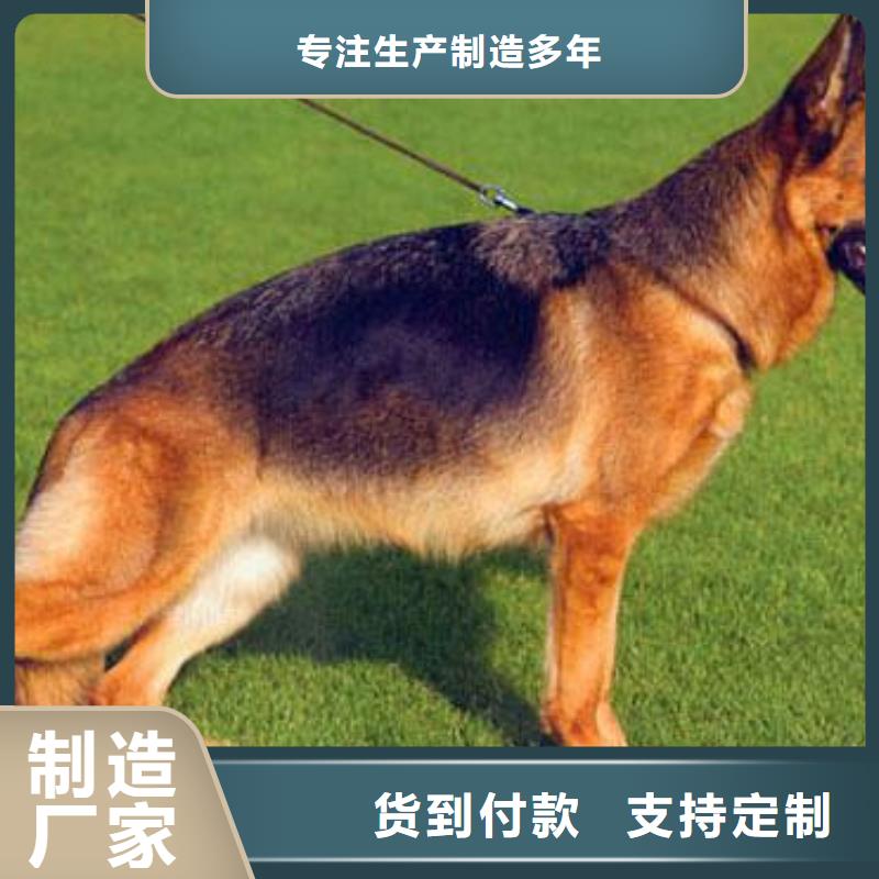 德国牧羊犬-【杜宾犬】一站式采购方便省心