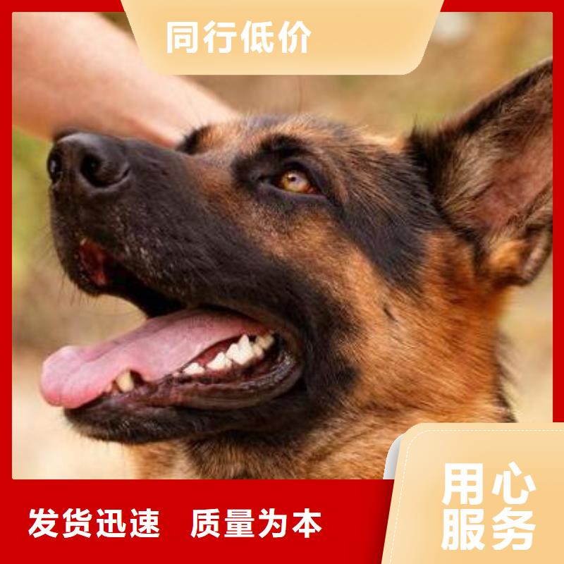 【德国牧羊犬杜宾犬选择我们没错】