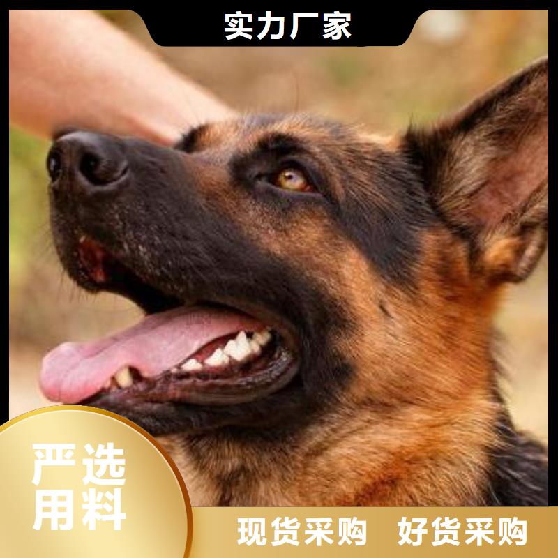 【德国牧羊犬】,高加索犬追求细节品质