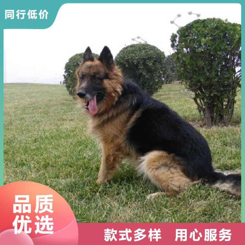 德國牧羊犬_德牧犬廠家現貨供應