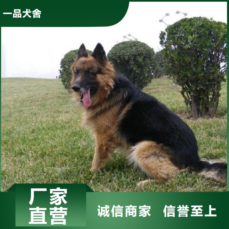 德国牧羊犬黑狼把实惠留给您