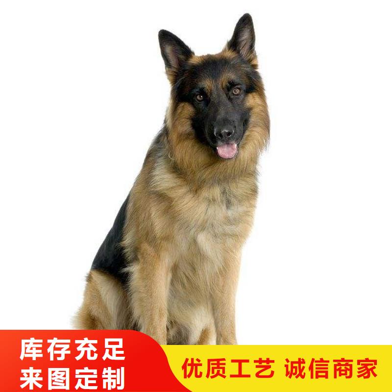 【德国牧羊犬】黑狼免费回电