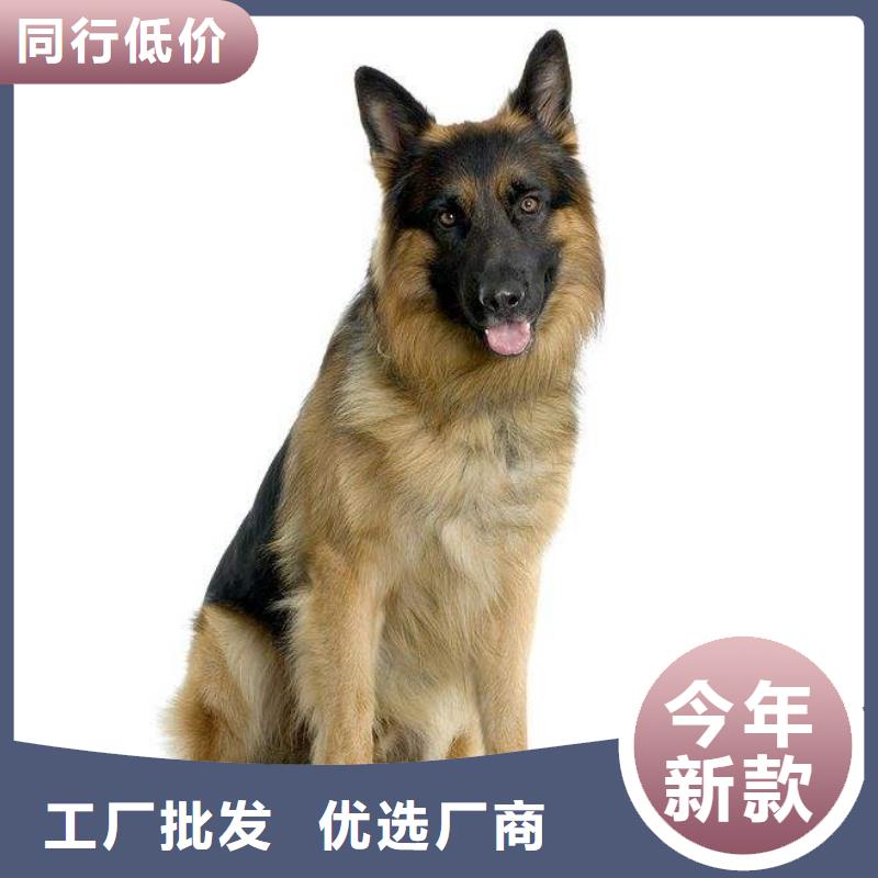 德国牧羊犬黑狼把实惠留给您