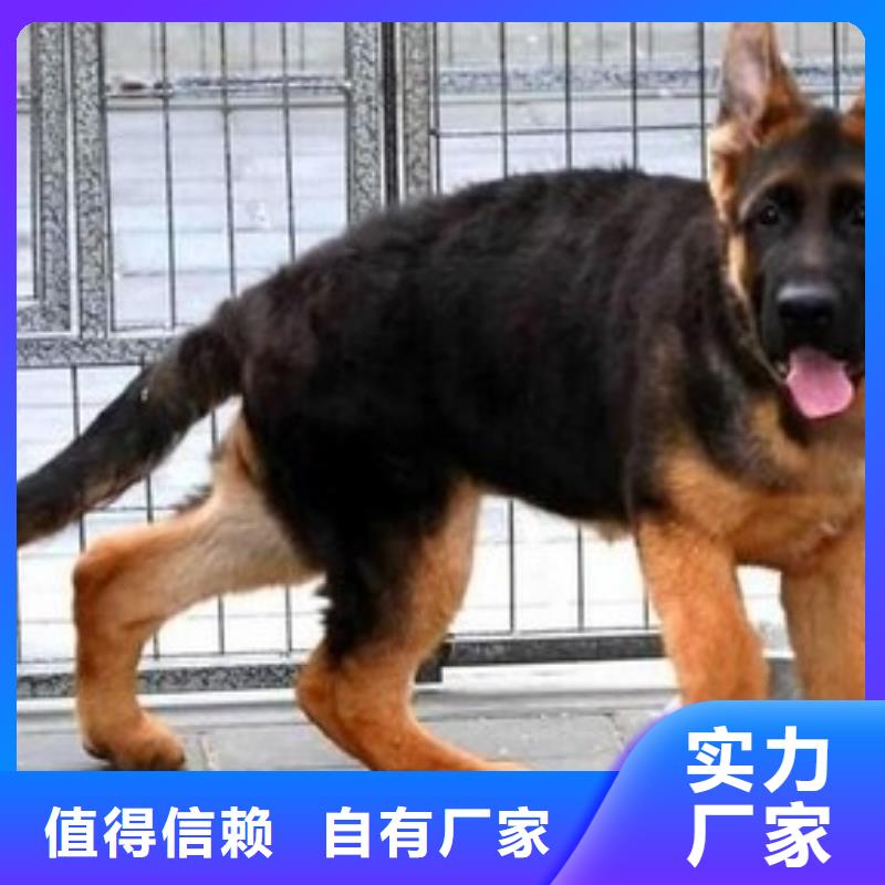 【德国牧羊犬】马犬满足多种行业需求