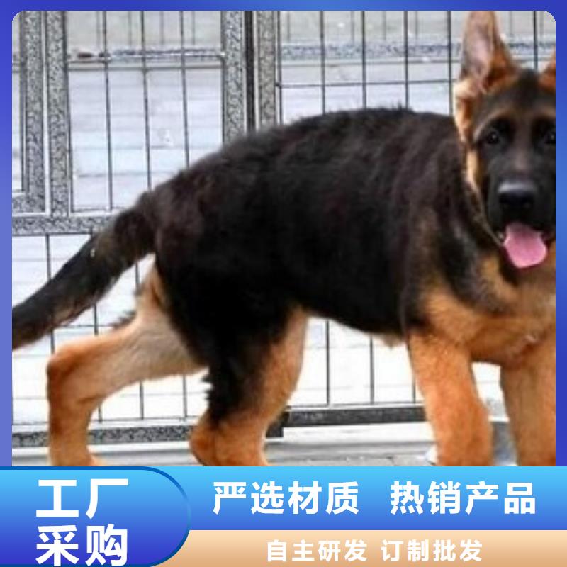 德国牧羊犬 【德牧犬】优质工艺|西宁|黄南|海南|海东|海西qy55.com