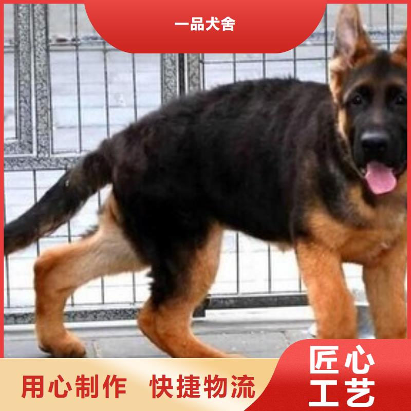 【德国牧羊犬】,高加索犬追求细节品质