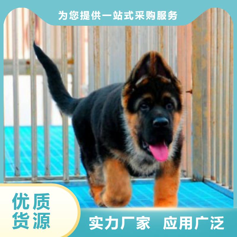 德国牧羊犬德牧犬品质优选