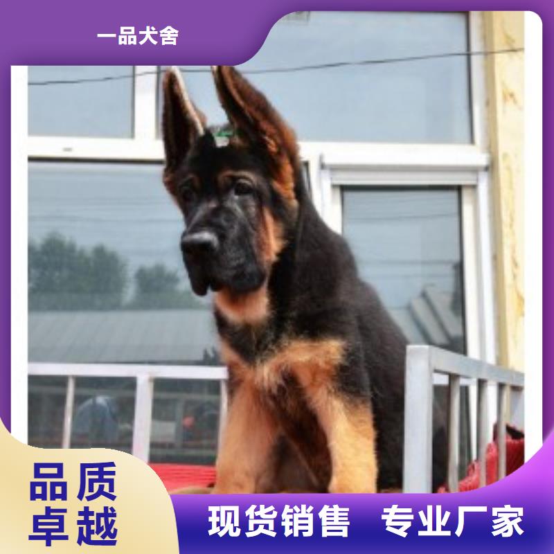 德国牧羊犬 【德牧犬】优质工艺|西宁|黄南|海南|海东|海西qy55.com
