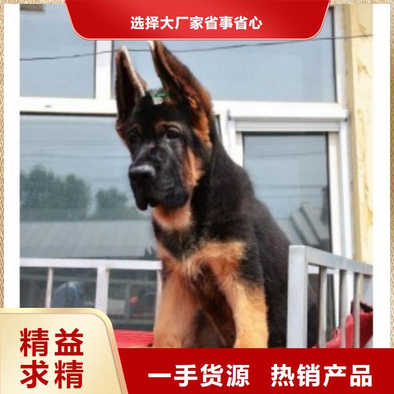 【德国牧羊犬,黑狼多种规格可选】