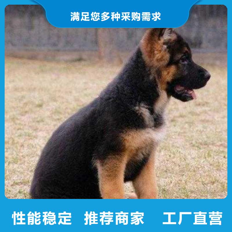 【德國牧羊犬卡斯羅犬廠誠信經(jīng)營(yíng)】