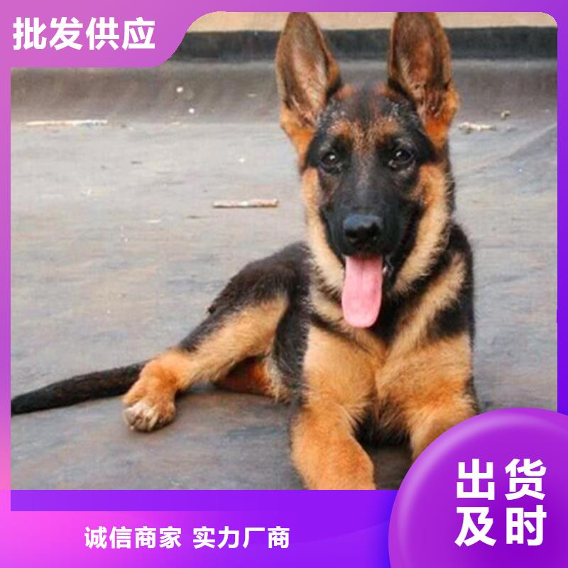 德国牧羊犬马犬多年实力厂家