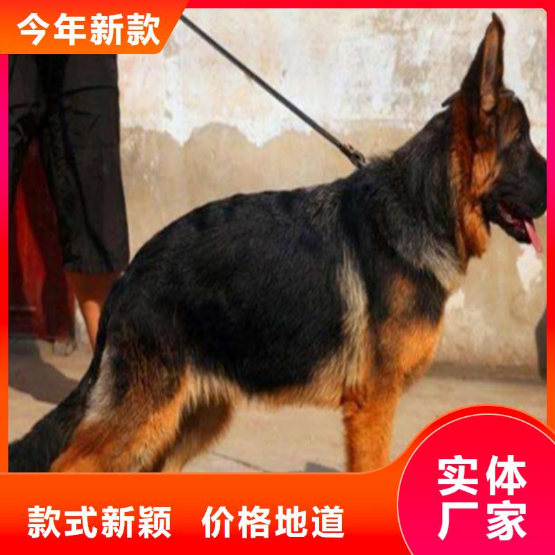 【德国牧羊犬,黑狼多种规格可选】