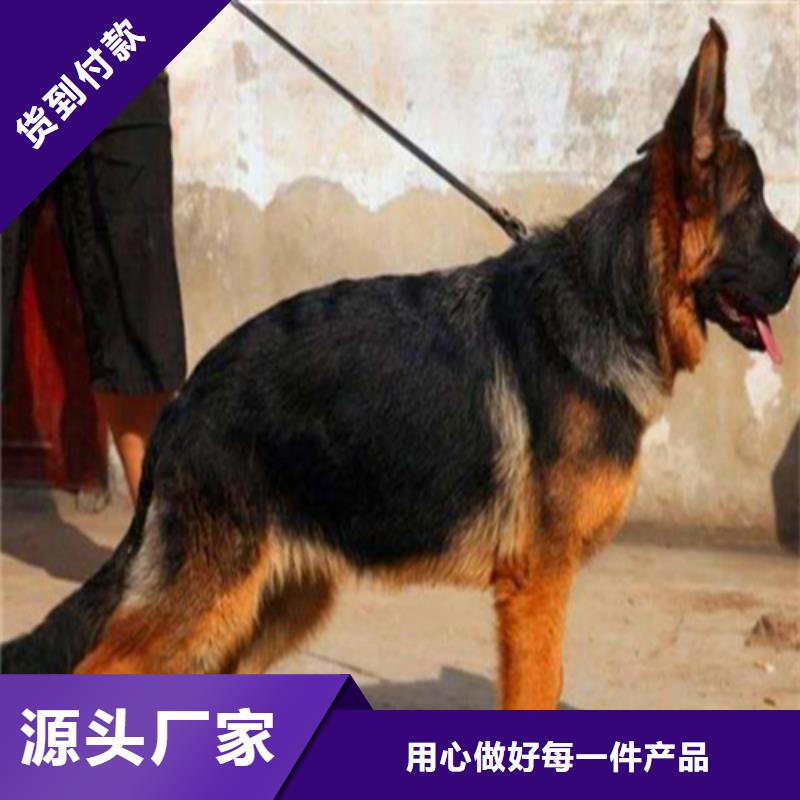 德国牧羊犬黑狼把实惠留给您