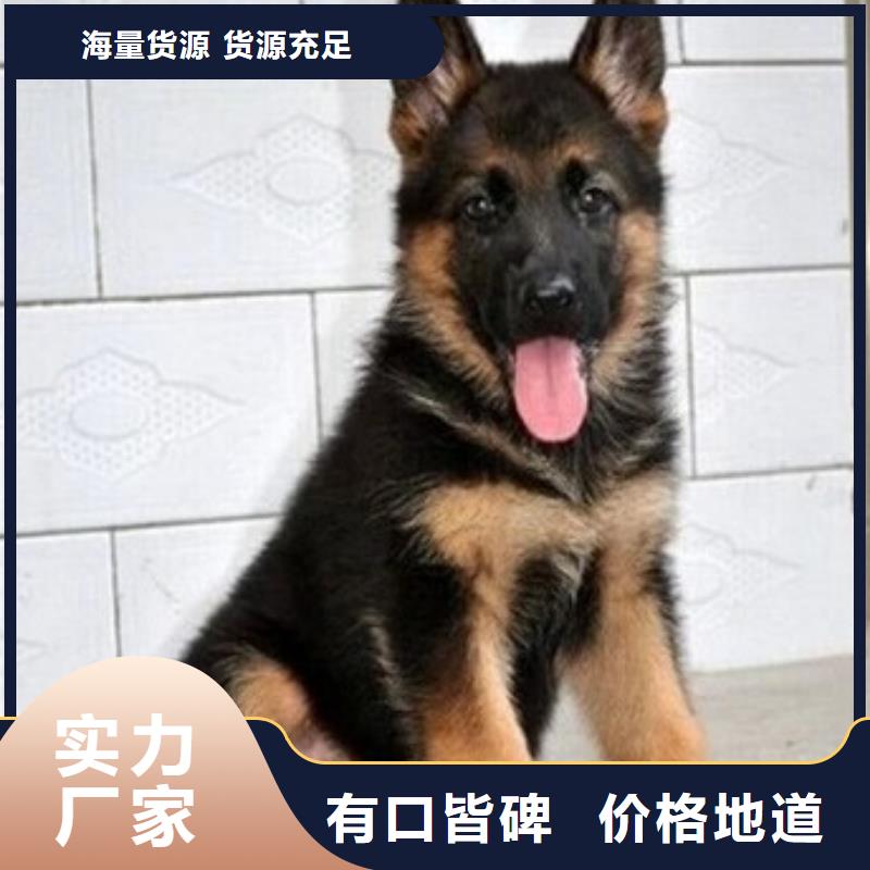德国牧羊犬马犬拥有多家成功案例
