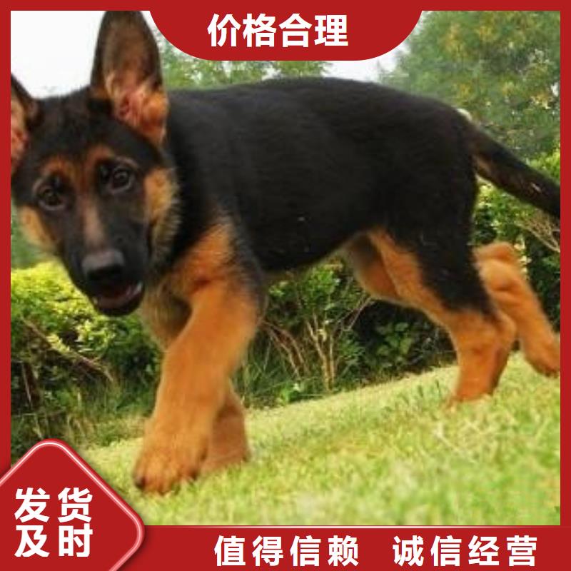 德国牧羊犬卡斯罗犬追求品质