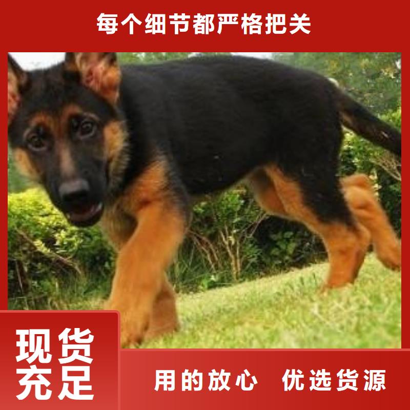 【德国牧羊犬】马犬满足多种行业需求