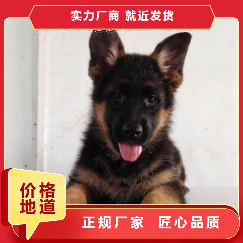 德國牧羊犬-卡斯羅犬品牌企業