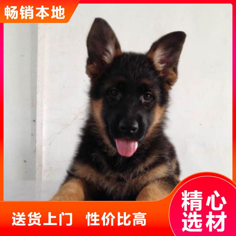 德國(guó)牧羊犬【杜賓犬】一個(gè)起售