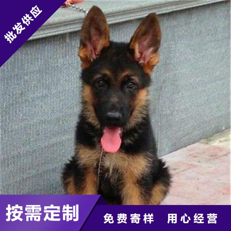 德国牧羊犬黑狼把实惠留给您