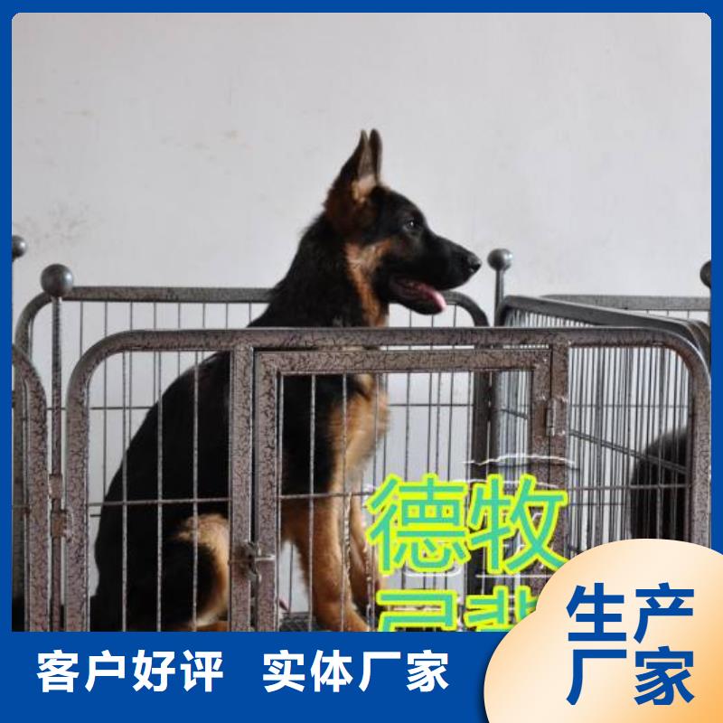 德国牧羊犬罗威纳犬今年新款
