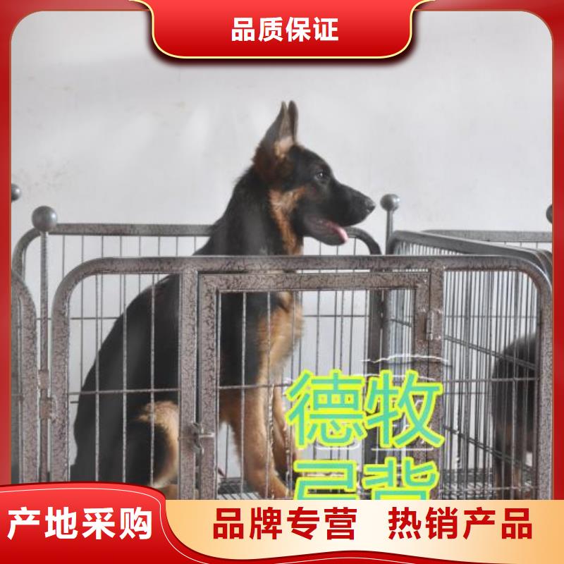 包头|阿拉善|通辽|呼和浩特|乌海|赤峰【德国牧羊犬】_德牧犬讲信誉保质量-企业旺旺