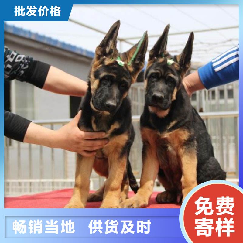 德国牧羊犬_罗威纳犬精工细致打造