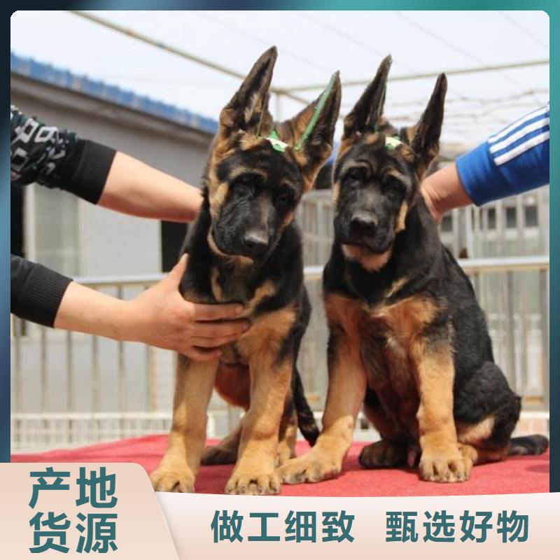 德国牧羊犬卡斯罗犬追求品质