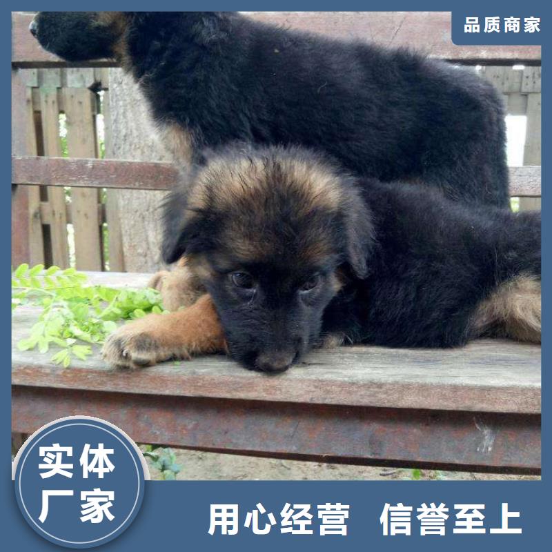 【德国牧羊犬杜宾犬选择我们没错】