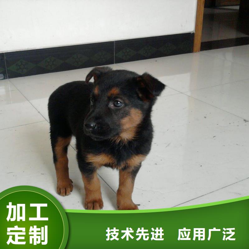 德国牧羊犬马犬多年实力厂家