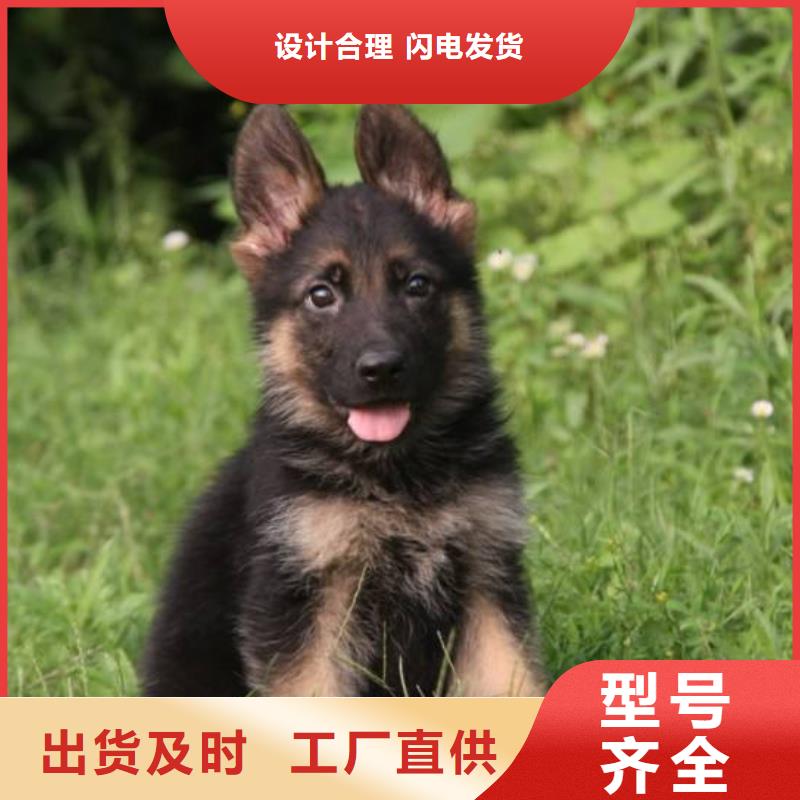 德国牧羊犬杜宾犬工厂认证