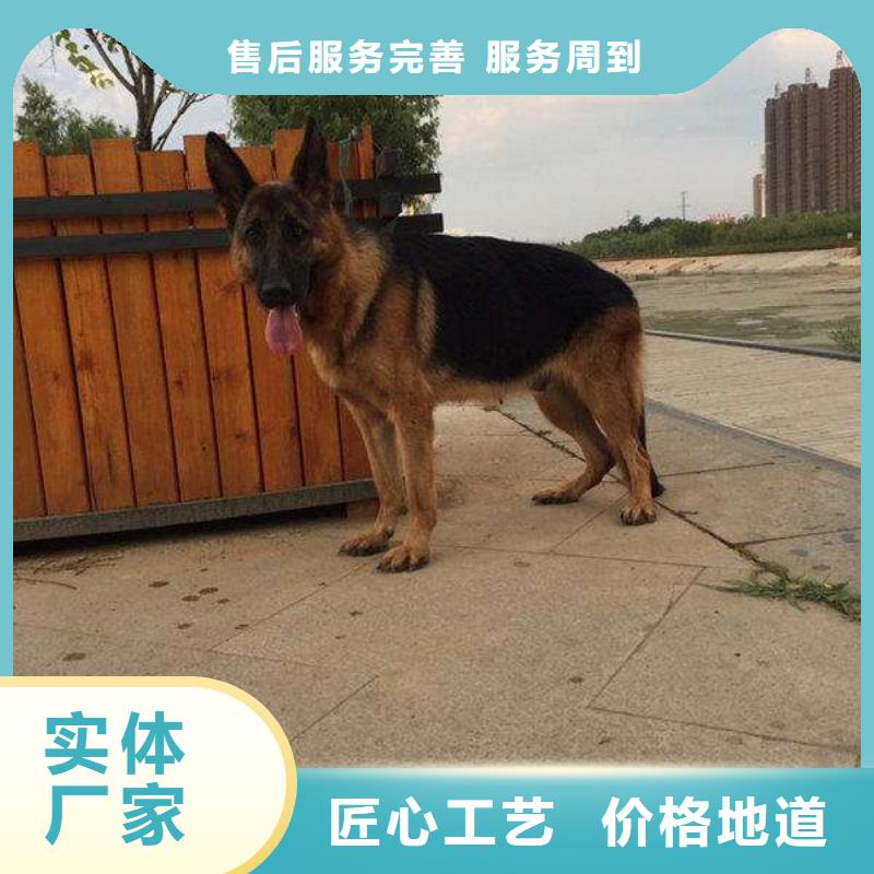 德国牧羊犬杜宾犬工厂认证