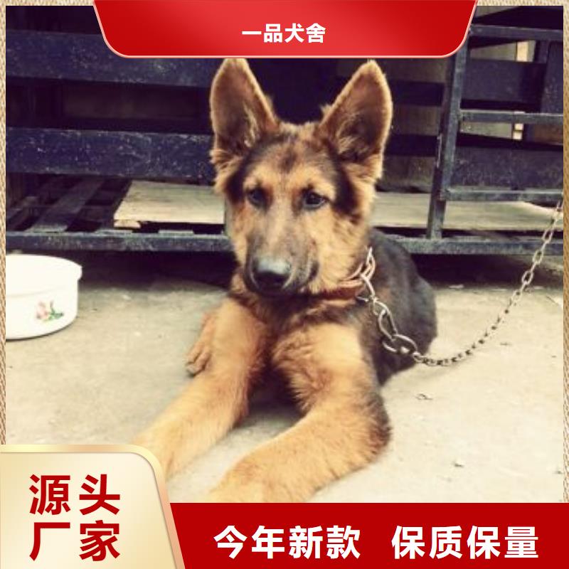 德国牧羊犬-【卡斯罗犬】本地配送