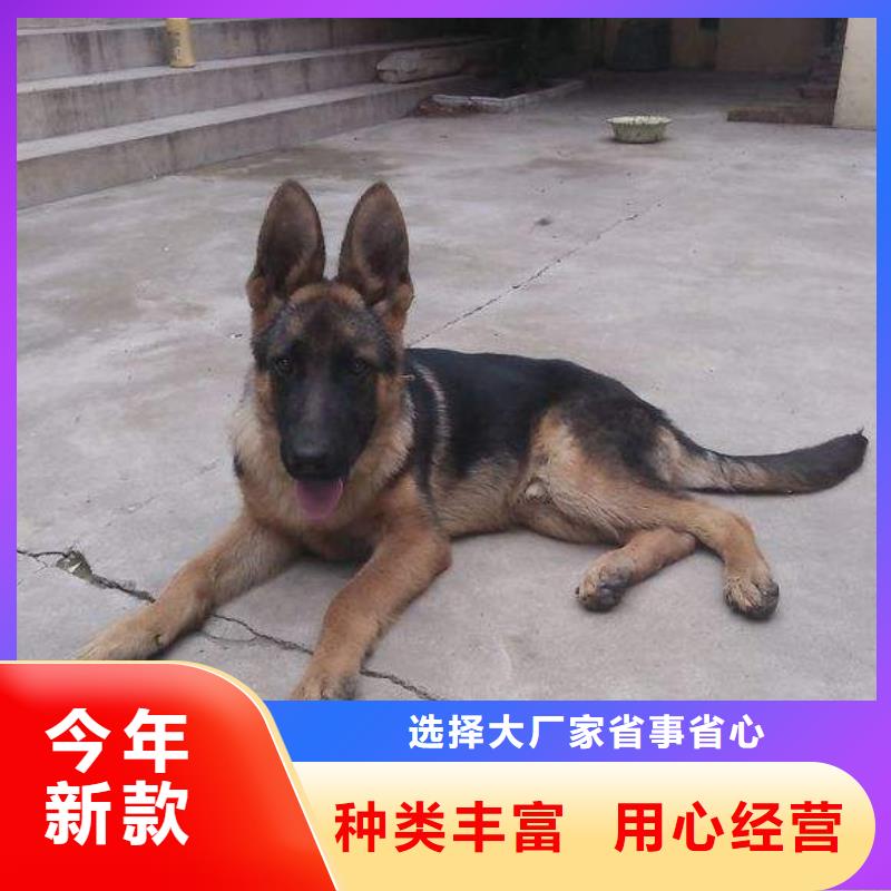 德国牧羊犬杜宾犬工厂认证