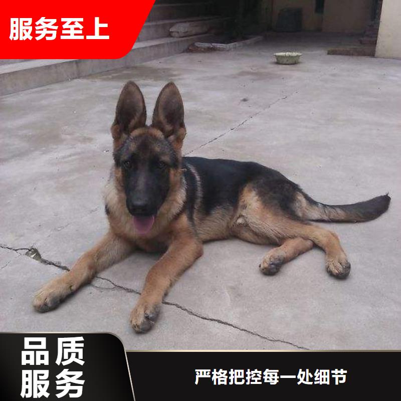 德国牧羊犬马犬一站式服务