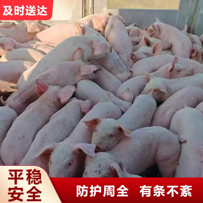 宿遷市泗洪到高欄車肥豬運輸照料精心